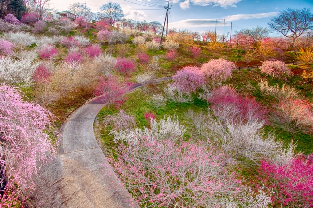 岡山の梅の花おすすめスポット&イベント情報【2024年2月】