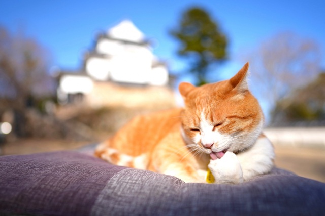 「猫城主さんじゅーろーあしあと館」備中松山城の麓にOPEN!