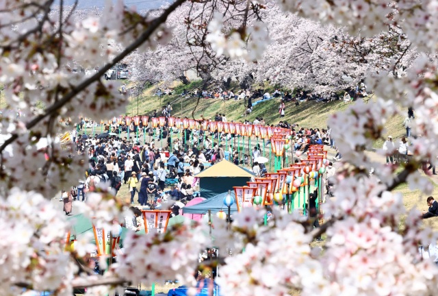 【2025年】岡山の春の祭典「岡山さくらカーニバル」とは? 今年はいつ開催? 屋台は出るの? 見どころやアクセスなどもご紹介