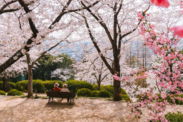 岡山市内の桜名所「半田山植物園」。2024年の桜まつり情報も紹介!