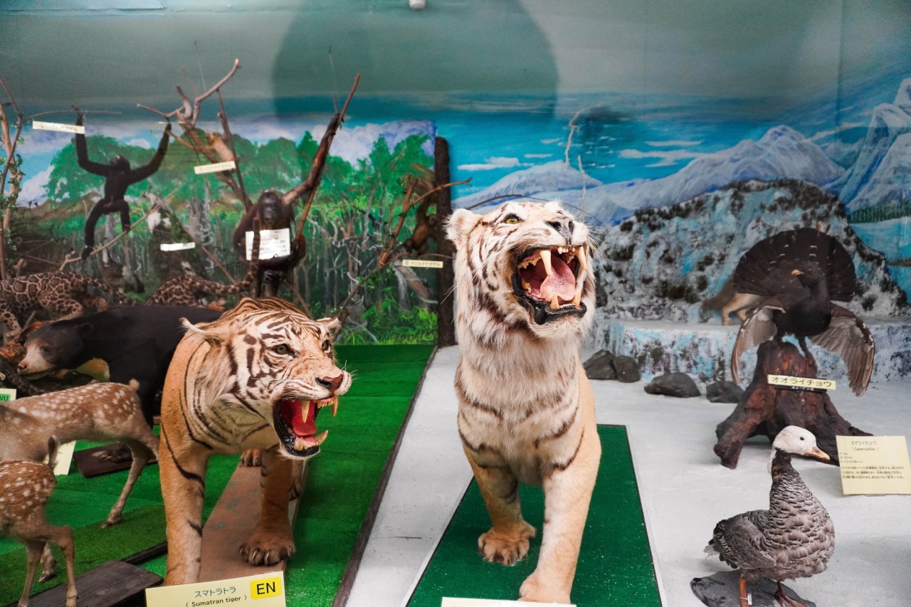 展示数は約20,000点!「つやま自然のふしぎ館」の"本物"の動物展示が迫力満点
