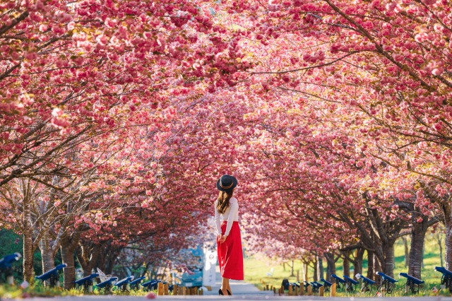 4月下旬まで桜が楽しめる!圧巻の八重桜トンネル「羅生門さくら公園」