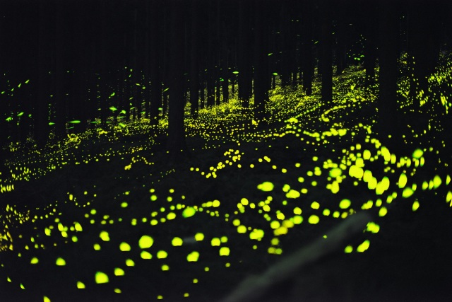 西粟倉村にヒメボタルを見に行こう。森に出現する期間限定の光の絨毯!
