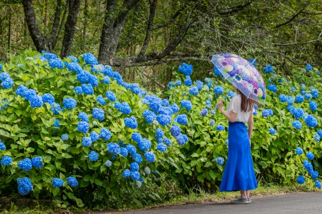 花の山寺「普門寺」へ。紫陽花の花手水や期間限定あじさい御朱印も!