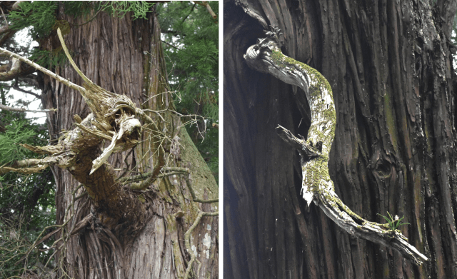 高岡神社(真庭市)龍に続き新たに「白蛇」が出現したパワースポット!