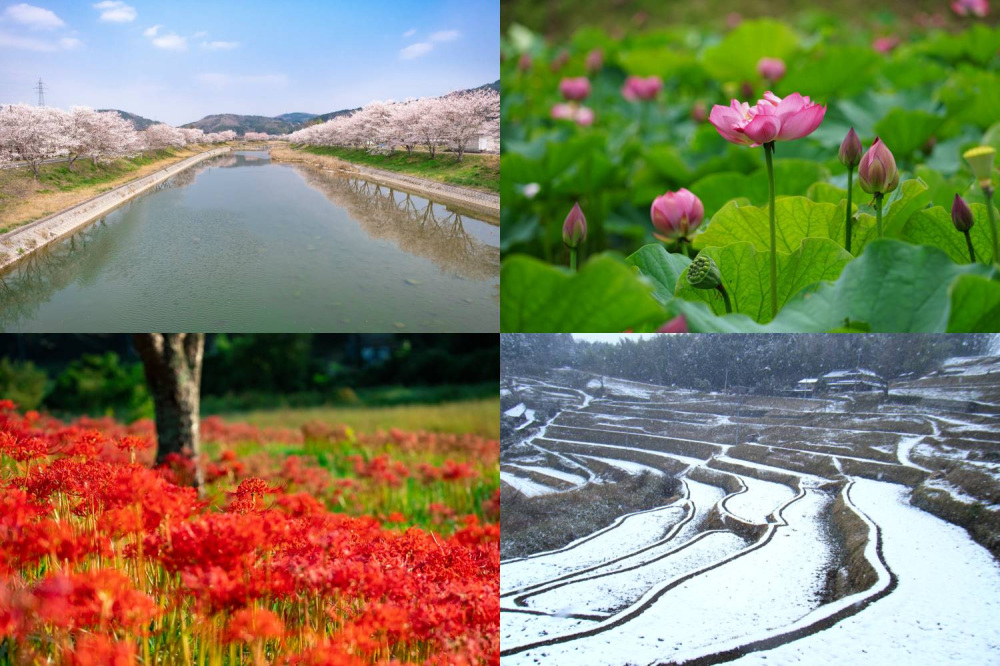 桜、ホタル、紅葉、雪景色!会いに行きたい久米南町の四季の風景