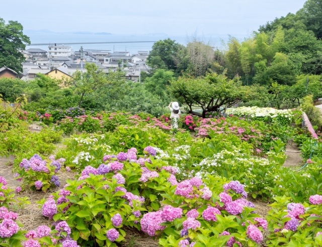 瀬戸内海が見える寄島町のあじさいスポットへ!立ち寄りカフェもご紹介