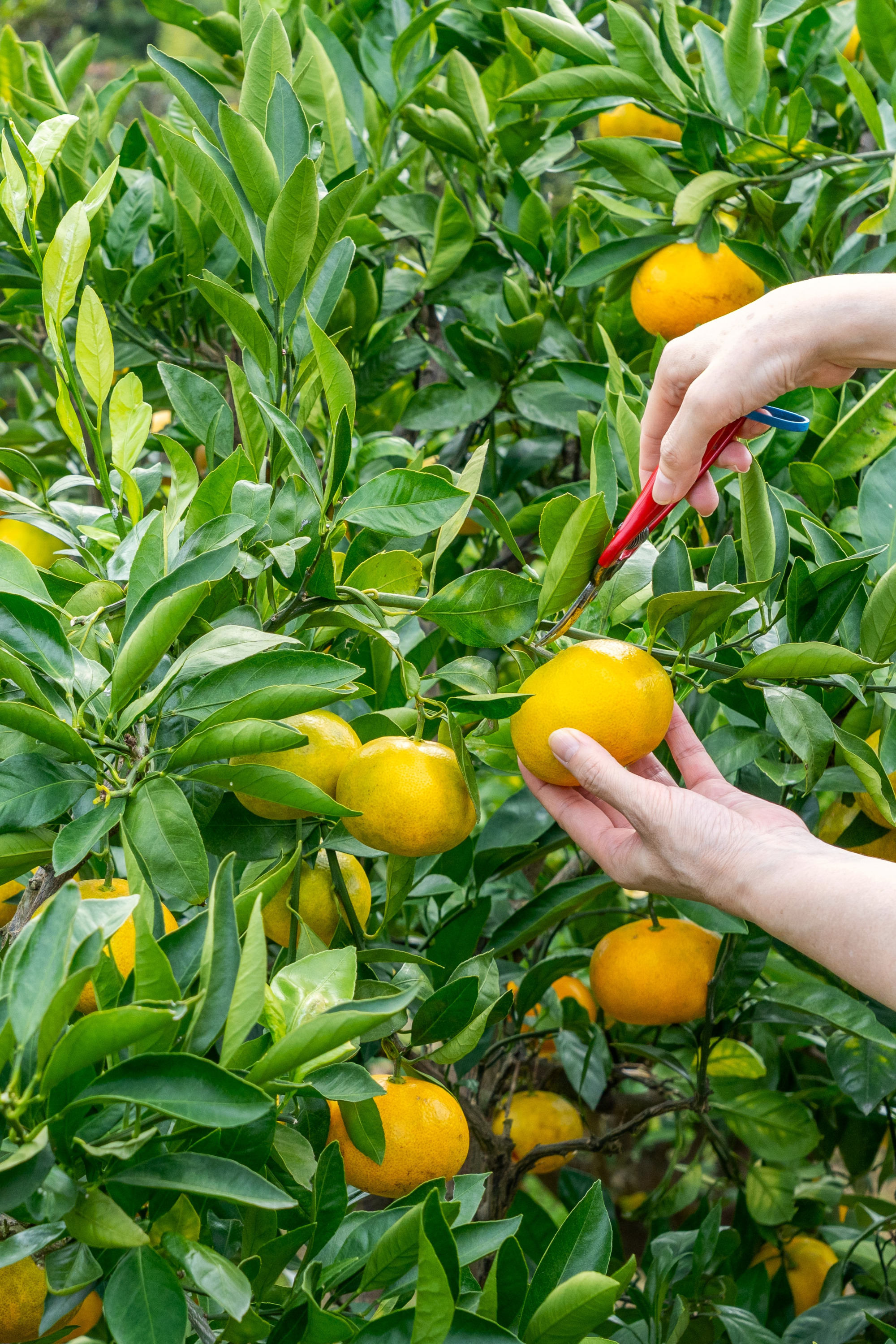「黒井山グリーンパーク」は体験型道の駅。くだもの狩り、BBQ、牡蠣小屋で“美味しい”を大満喫!(瀬戸内市)