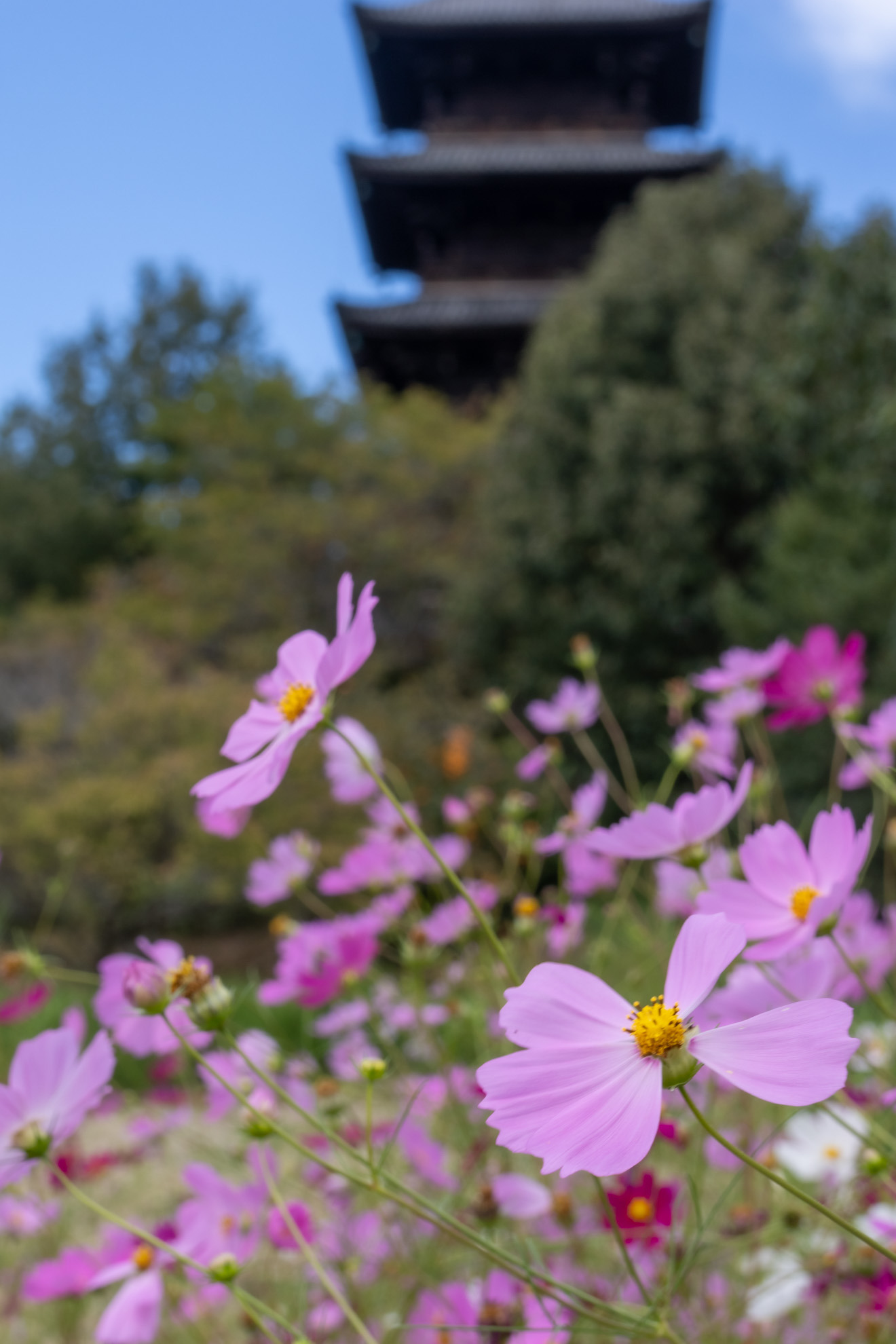 吉備津神社・備中国分寺五重塔などの名建築をつくった大工集団~塩飽大工の足跡をたどる ~