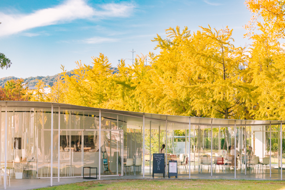 【紅葉情報】岡山大学のイチョウ並木が見頃!絶品カフェと直売所を巡る散策ガイド