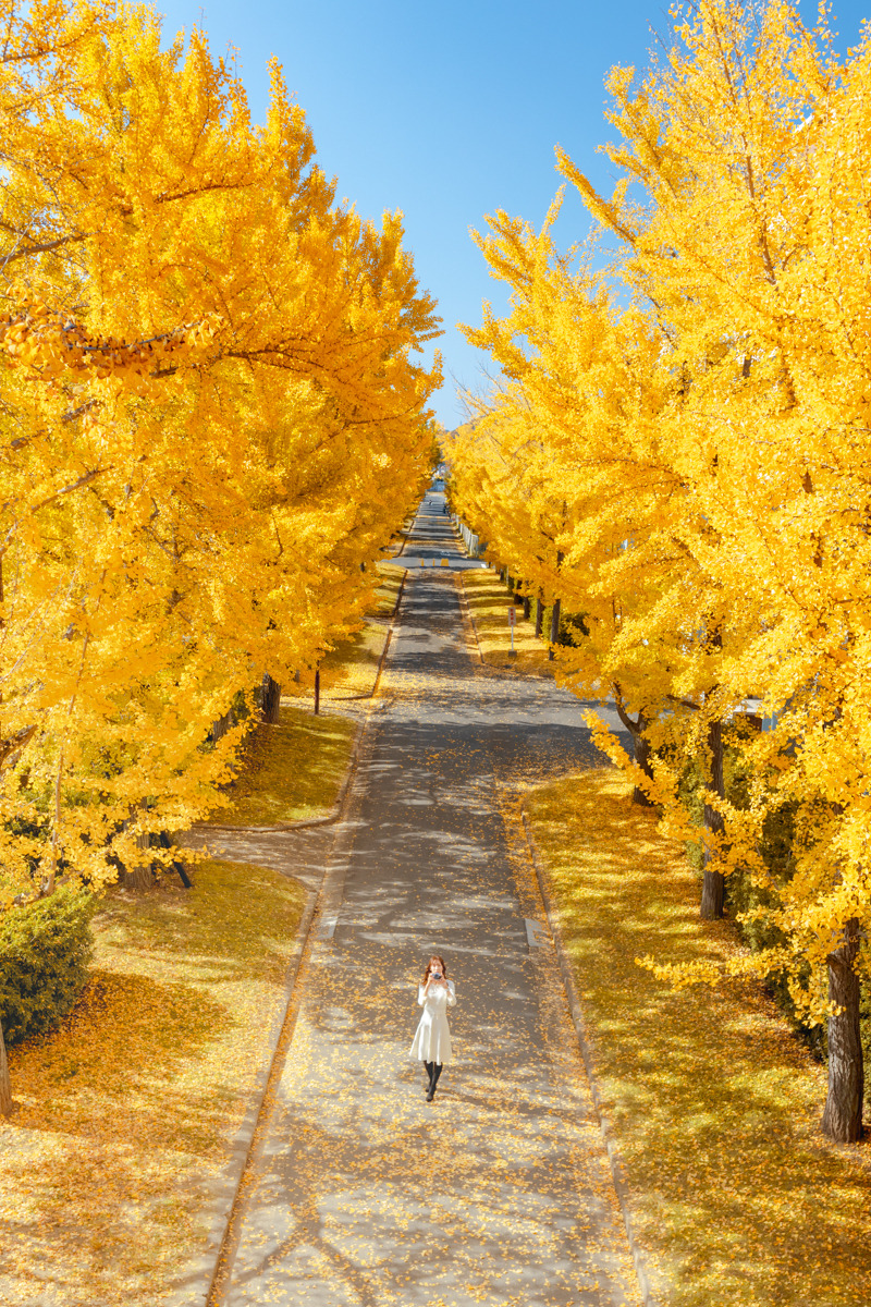 【紅葉情報】岡山大学のイチョウ並木が見頃!絶品カフェと直売所を巡る散策ガイド