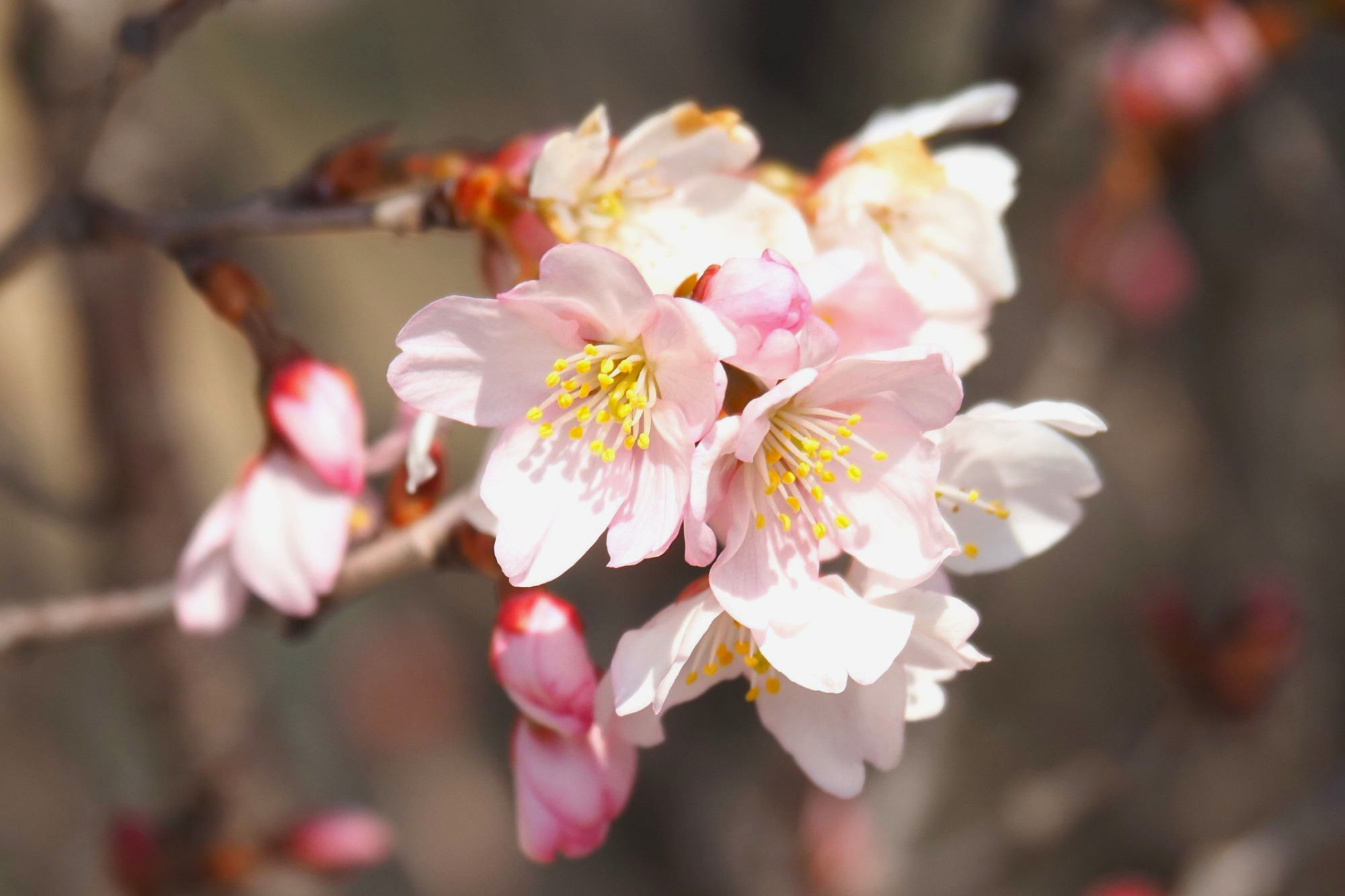 科学が生んだ桜「仁科桜」|日本の原子物理学の父・仁科芳雄博士の故郷・里庄町を巡る