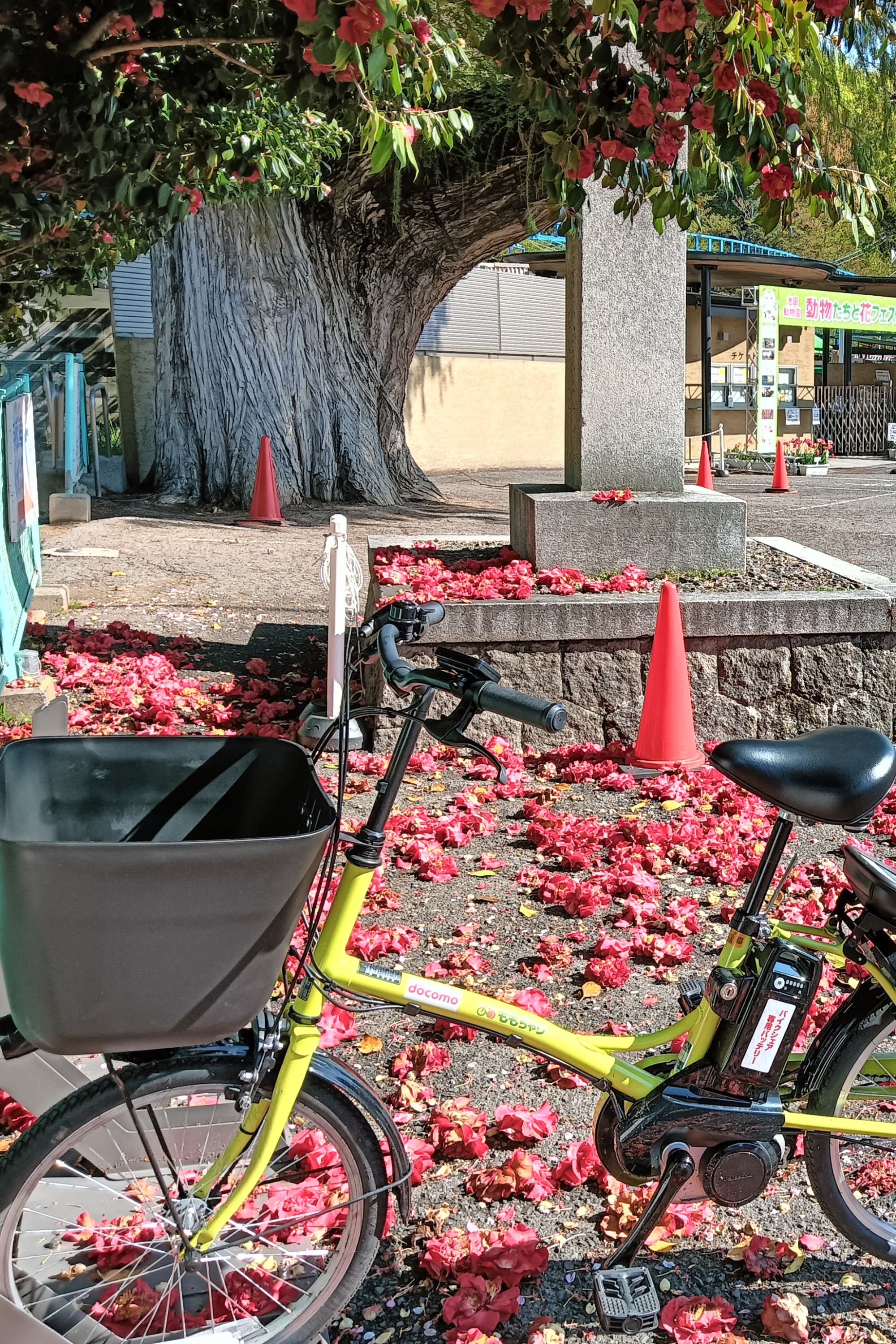岡山市のシェアサイクル「ももちゃり」がリニューアル!岡山市内観光がより便利に