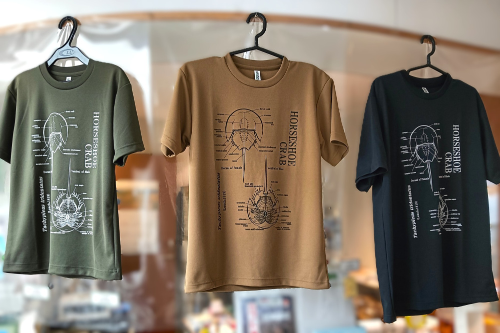 笠岡市でカブトガニグッズ探し。生きている化石が可愛く美味しく!?
