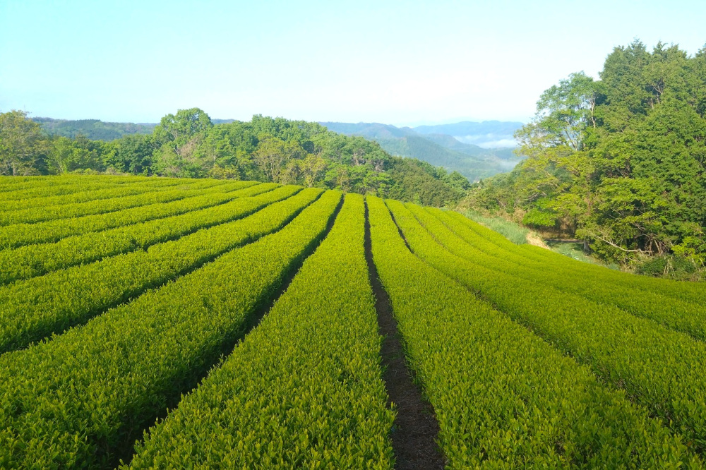 岡山・天空の茶畑で茶摘み体験!飲み比べもできる「海田園黒坂製茶」へ行ってみた(美作市)