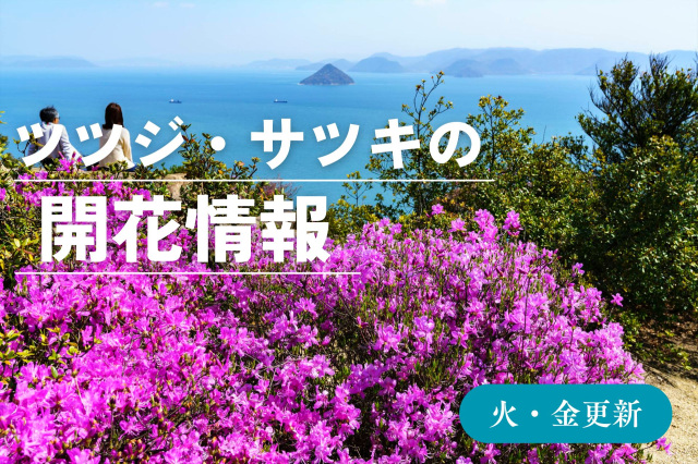 ツツジ・サツキの開花情報