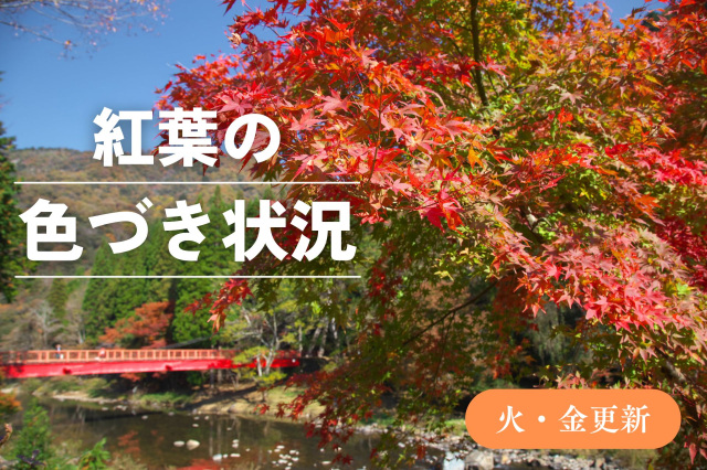 紅葉の色づき状況