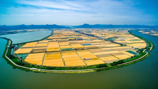 児島湾干拓地のビール麦畑