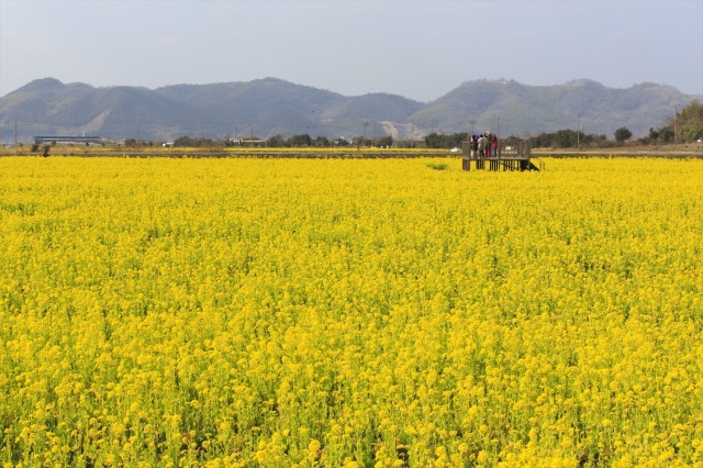 笠岡湾干拓地の花畑