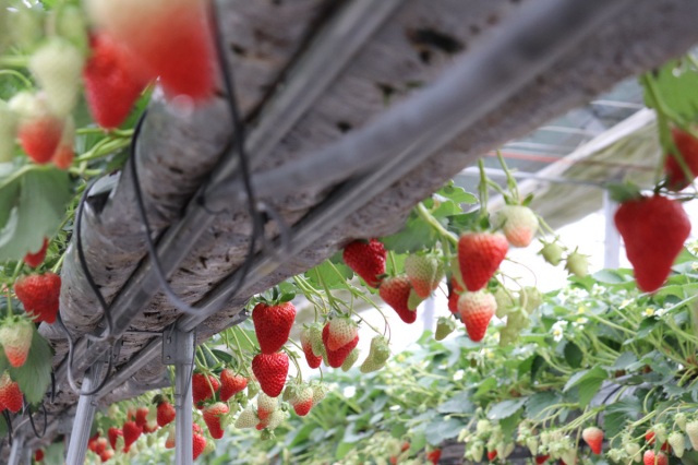 農マル園芸 吉備路農園