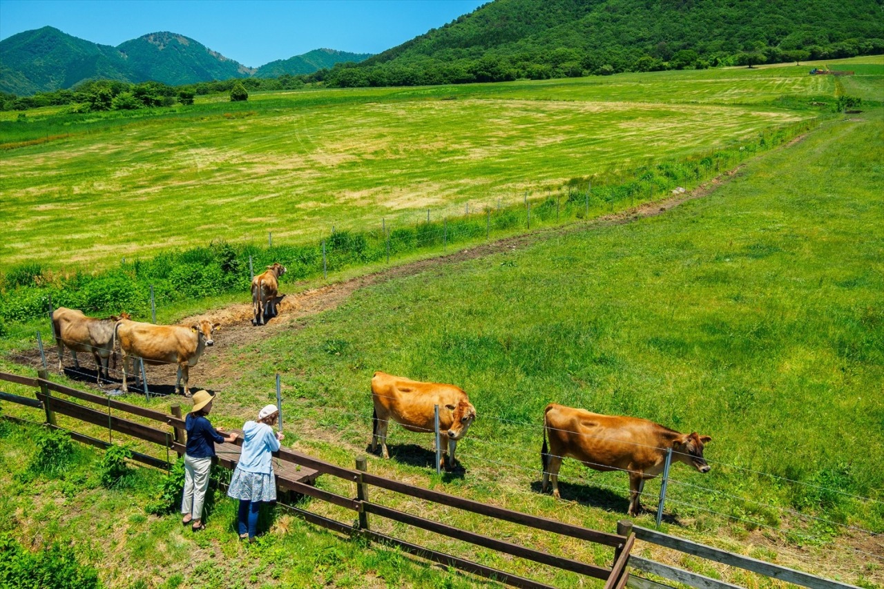 ジャージー牛の放牧