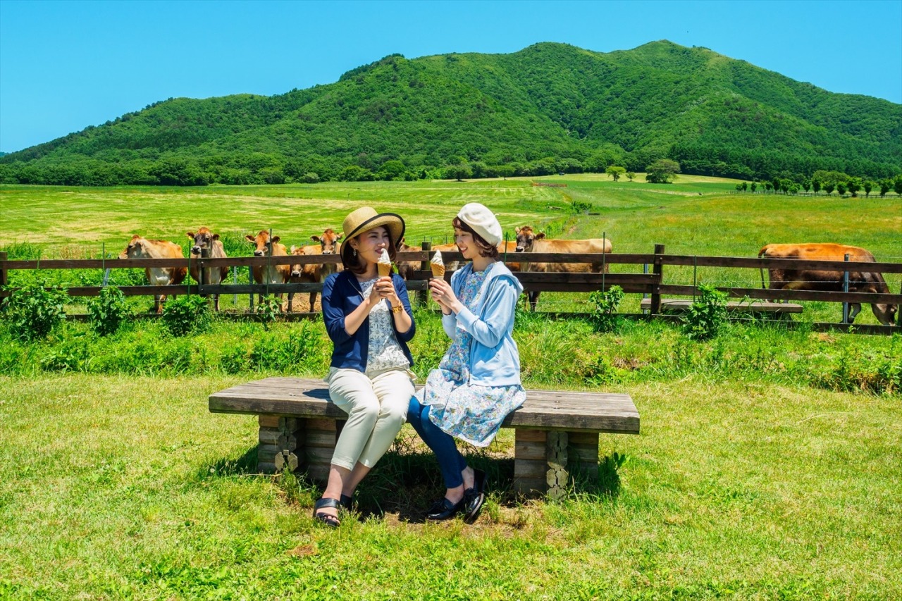 ジャージー牛の放牧