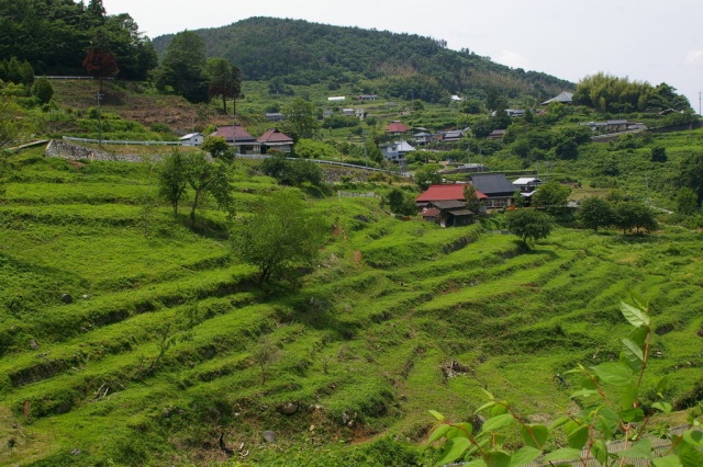 上山の棚田