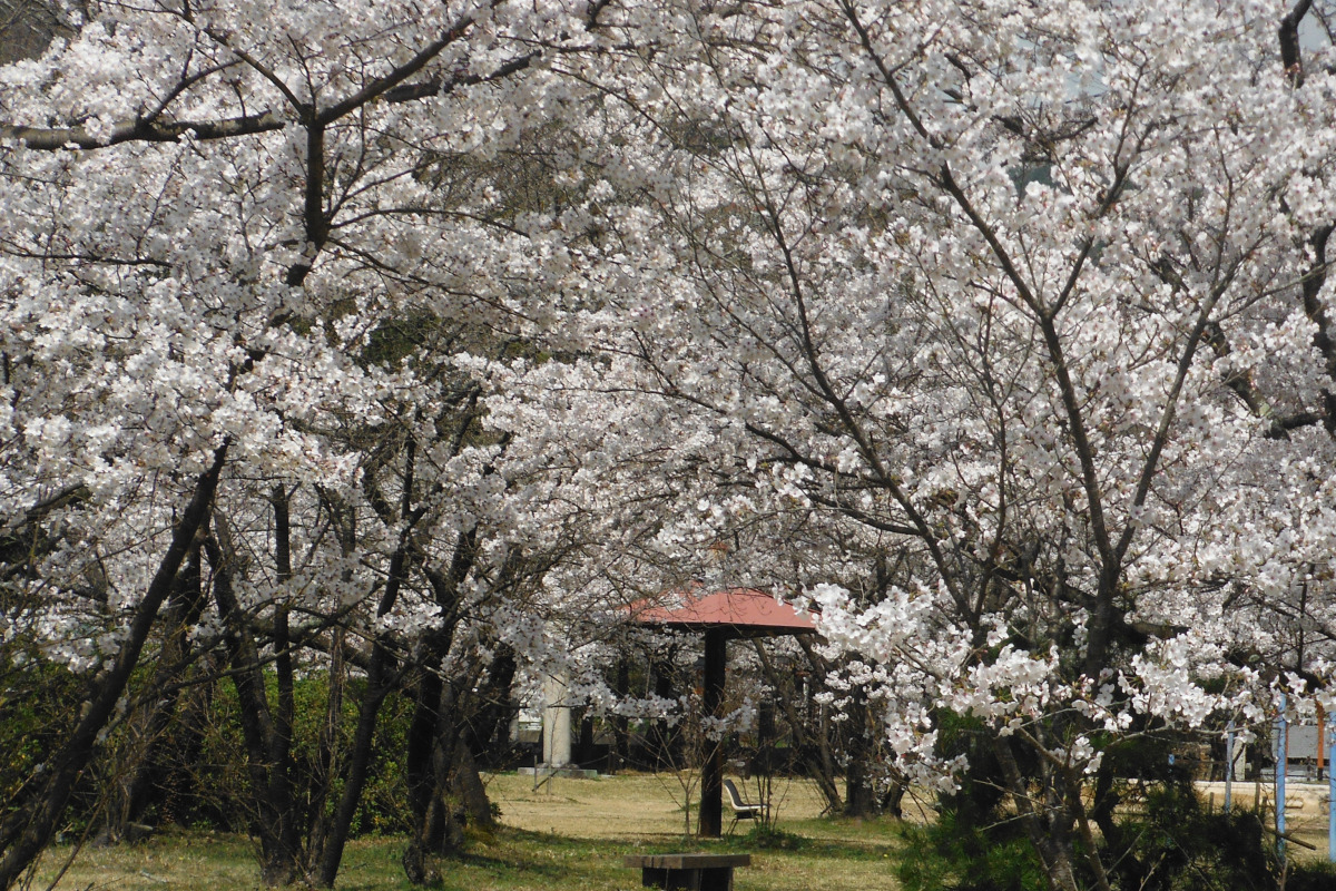 桜