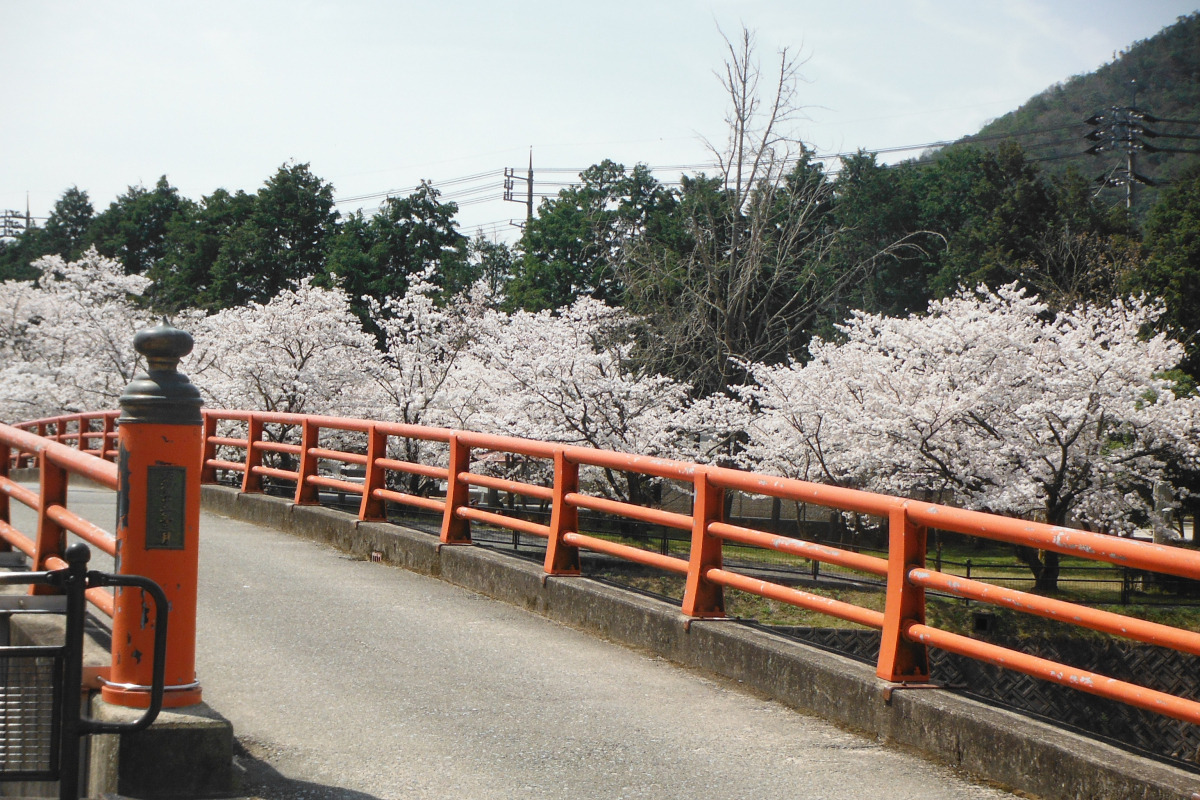 桜
