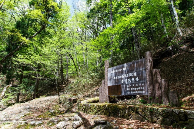 【休止中】若杉案内人