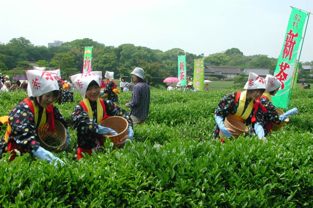 【2026年】岡山後楽園 茶つみ祭