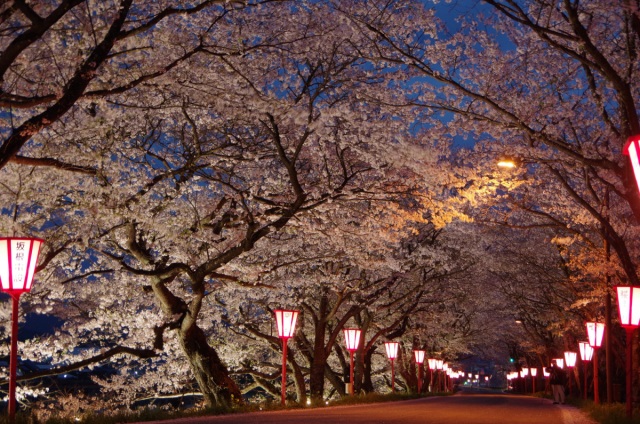【2026年】天領くせ桜まつり