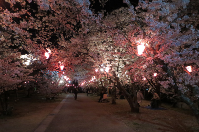 【2026年】早島公園夜桜ライトアップ