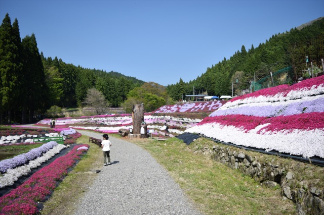 【2026年】おおがや芝桜公園「芝桜まつり」