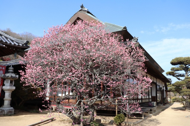 【2026年】観照寺梅まつり