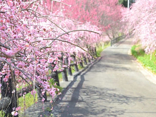 【2026年】津山市神代梅の里公園 梅まつり
