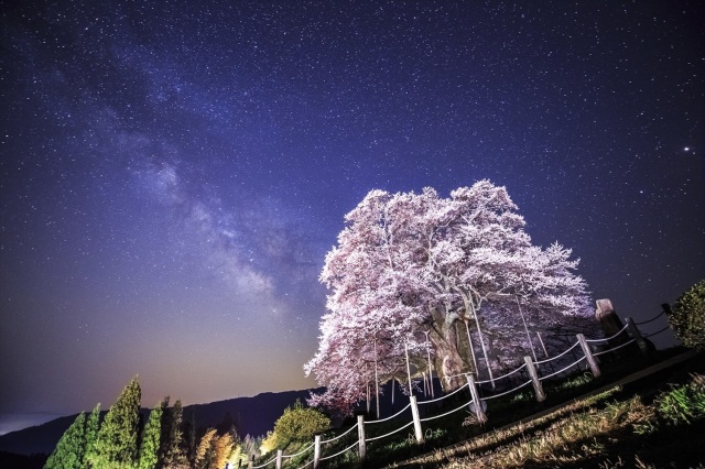 【2026年】醍醐桜まつり