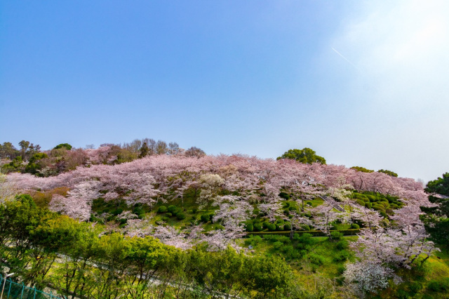 【2026年】岡山市半田山植物園桜まつり