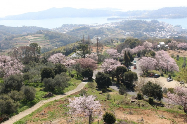 【2026年】牛窓オリーブ園 桜お花見散歩ポイントラリー