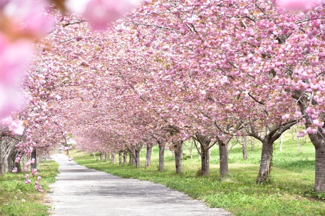 羅生門さくらまつり 2026