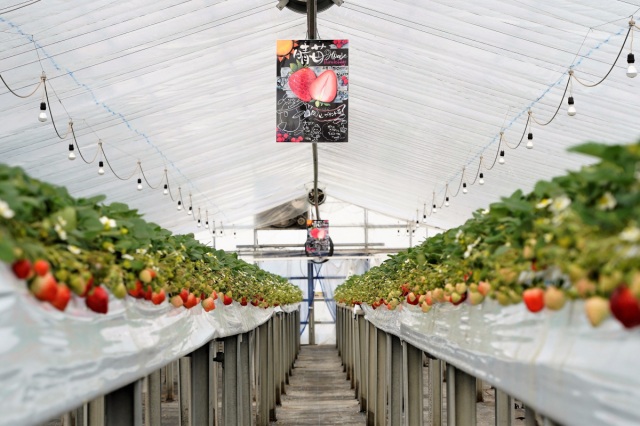 かもめファーム