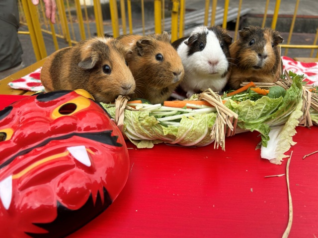 【2026年】池田動物園 動物たちに恵方巻のプレゼント
