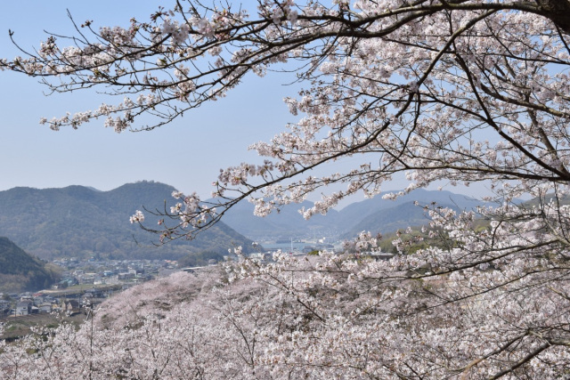 【2026年】備前焼ギャラリー山麓窯 梅まつり&桜花見会