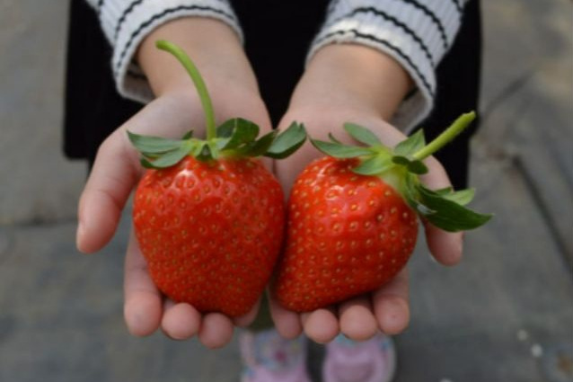 【要予約】山田みつばち農園の遊び・体験