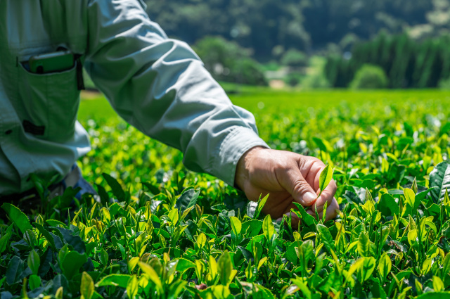 【要予約】海田園黒坂製茶の遊び・体験
