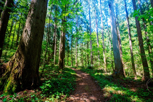 【2026年】新庄村 山まつり(毛無山)