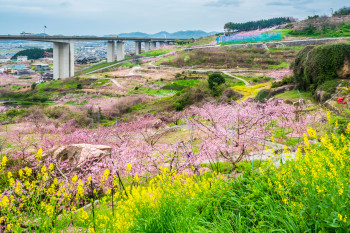 倉敷市の桃畑（玉島）