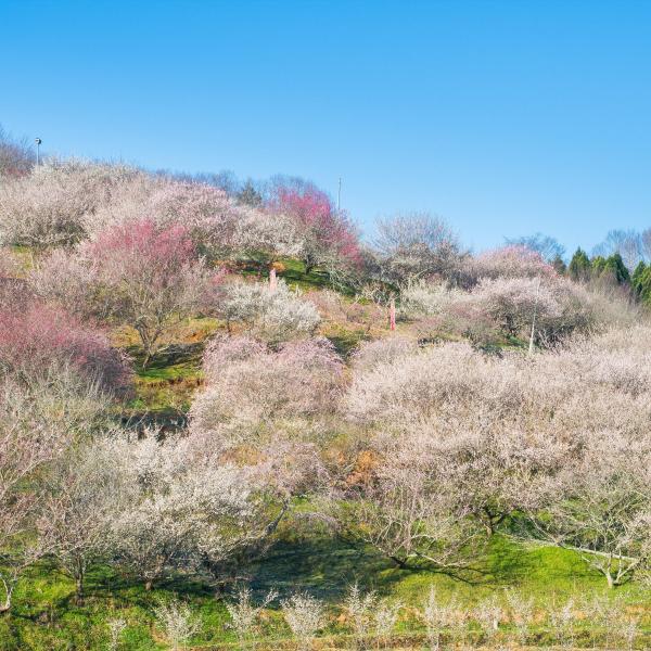 津山市神代梅の里公園